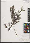 Foto von Salix purpurea L.